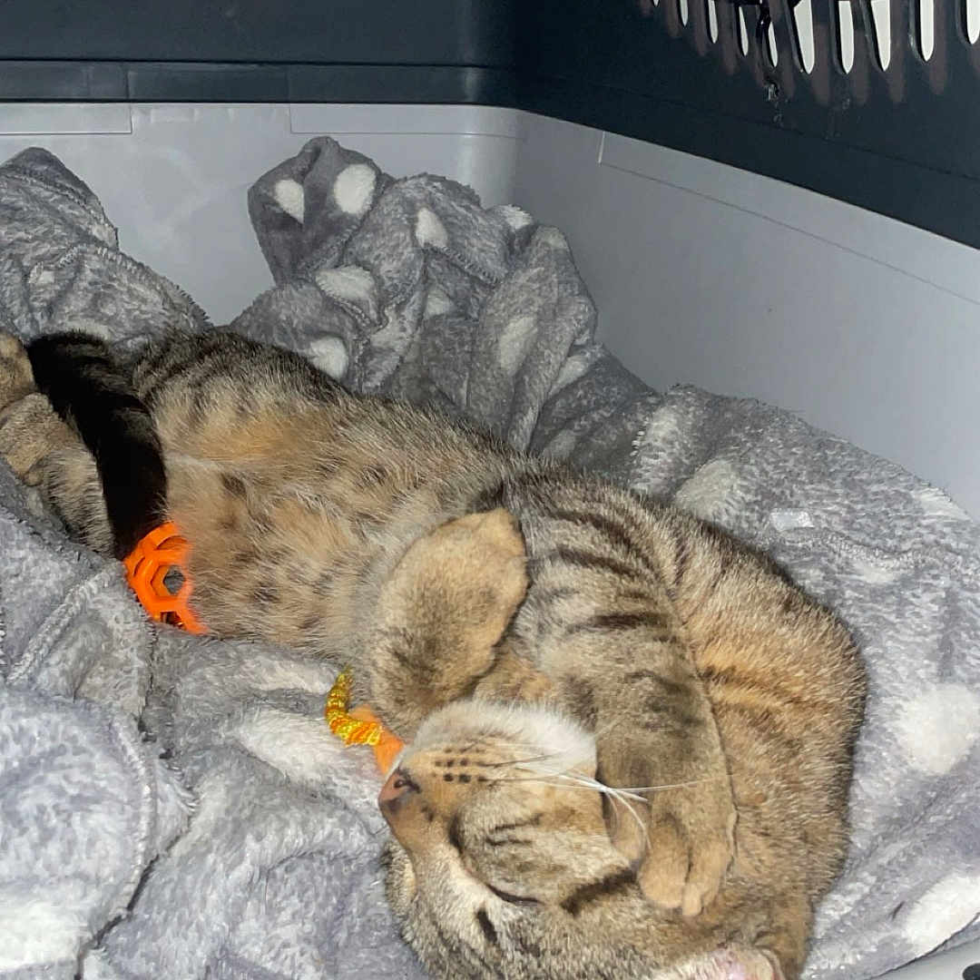 Brioche participe au concours pour gagner de l'argent avec cette photo : cat, tabby_cat, sleeping, pet, animal, whiskers, striped_fur, orange_collar, pet_carrier, blanket, cozy, indoors, resting, upside_down, relaxed, closed_eyes, tail, portrait, flash_photography, cute