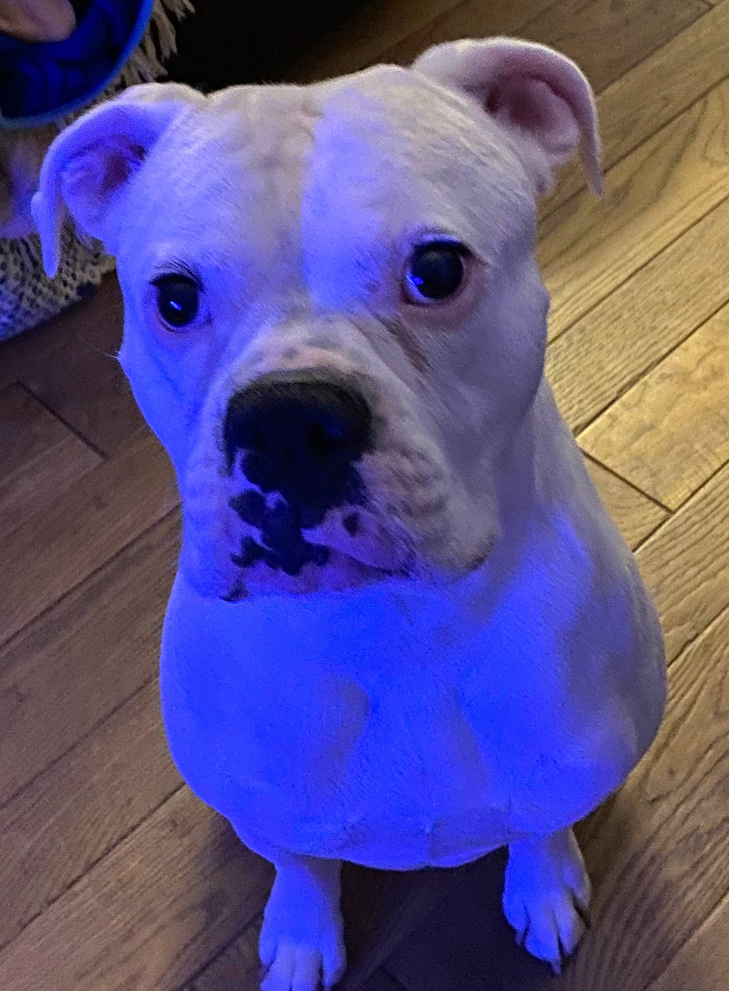 Jack joined the competition — help win amazing prizes! blue, bulldog, canidae, carnivore, collar, companion_dog, dog, dog_breed, dog_collar, electric_blue, fawn, hardwood, pet_supply, plank, snout, sporting_group, whiskers, wood, wood_flooring, working_animal
