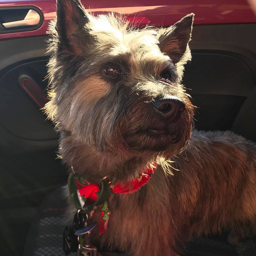 Toto is registered to the contest to win money with this photo: canidae, carnivore, collar, companion_dog, dog, dog_breed, dog_collar, dog_supply, ear, fawn, fur, liver, non_sporting_group, small_terrier, snout, sporting_group, terrier, toy_dog, water_dog, working_animal