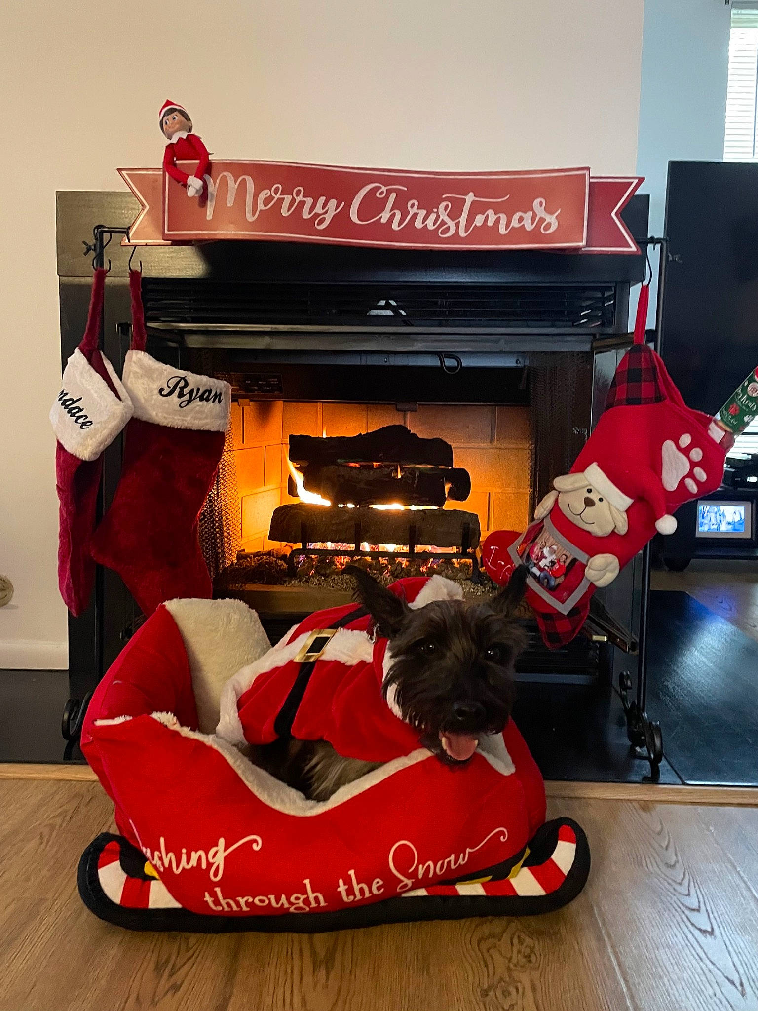 Toto joined the competition — help win amazing prizes! advertising, audio_equipment, automotive_design, carmine, christmas_stocking, companion_dog, dog_supply, fashion_accessory, flooring, font, home_appliance, kitchen_appliance, logo, machine, product, red, room, tire, wheel, window