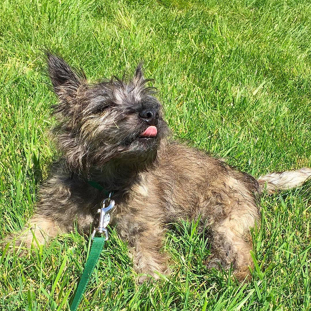 Toto joined the competition — help win amazing prizes! canidae, carnivore, collar, companion_dog, dog, dog_breed, dog_collar, grass, groundcover, liver, non_sporting_group, small_terrier, snout, soil, sporting_group, terrestrial_animal, terrier, toy_dog, water_dog, working_animal