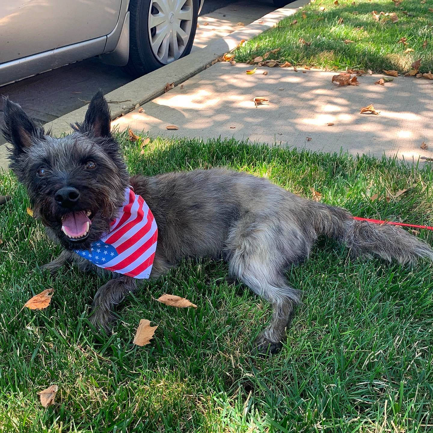 Toto joined the competition — help win amazing prizes! automotive_tire, car, carnivore, collar, companion_dog, dog, dog_breed, dog_supply, fawn, fender, grass, groundcover, hubcap, lawn, plant, road_surface, snout, tire, wheel, working_animal