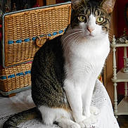 Favouille participe au concours pour gagner de l'argent avec cette photo : cat, tabby, white, pet, feline, sitting, indoor, tablecloth, lace, basket, bookshelf, book, fur, whiskers, ears, eyes, tail, domestic, home, curious