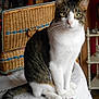 cat, tabby, white, pet, feline, sitting, indoor, tablecloth, lace, basket, bookshelf, book, fur, whiskers, ears, eyes, tail, domestic, home, curious