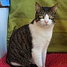 animal, cat, closeup, cozy, cute, domestic_cat, ears_up, feline, fur, green_cushion, household, indoor, looking_at_camera, pet, red_cushion, seated, sitting, tabby_cat, whiskers, white_cat