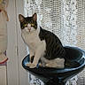 animal, black, cat, cozy, curious, decor, fabric_bag, feline, home, indoor, lace_curtain, pattern, pet, red, seated, stool, tabby_cat, white, white_cat, window