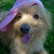 Cheyenne a rejoint le concours — aidez-le/la à gagner de superbes lots ! animal, canine, close_up, cute, dog, fluffy, friendly, fur, grass, happy, headwear, muzzle, nature, outdoor, pet, pink_cap, playful, portrait, summer, tongue_out