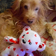 Cheyenne participe au concours pour gagner de l'argent avec cette photo : animal, brown, carpet, closeup, companion, cuddle, cute, dog, furry, fuzzy, heart_pattern, indoor, pet, plush, relaxing, snuggle, soft, stuffed_toy, toy, warm