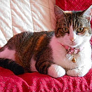 Cannelle a rejoint le concours — aidez-le/la à gagner de superbes lots ! cat, tabby, pet, collar, bell, heart_tag, indoor, quilt, red, white, fur, animal, cute, resting, feline, closeup, domestic, whiskers, paws, relaxed