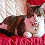 animal, bell, cat, closeup, collar, cute, domestic, feline, fur, heart_tag, indoor, paws, pet, quilt, red, relaxed, resting, tabby, whiskers, white