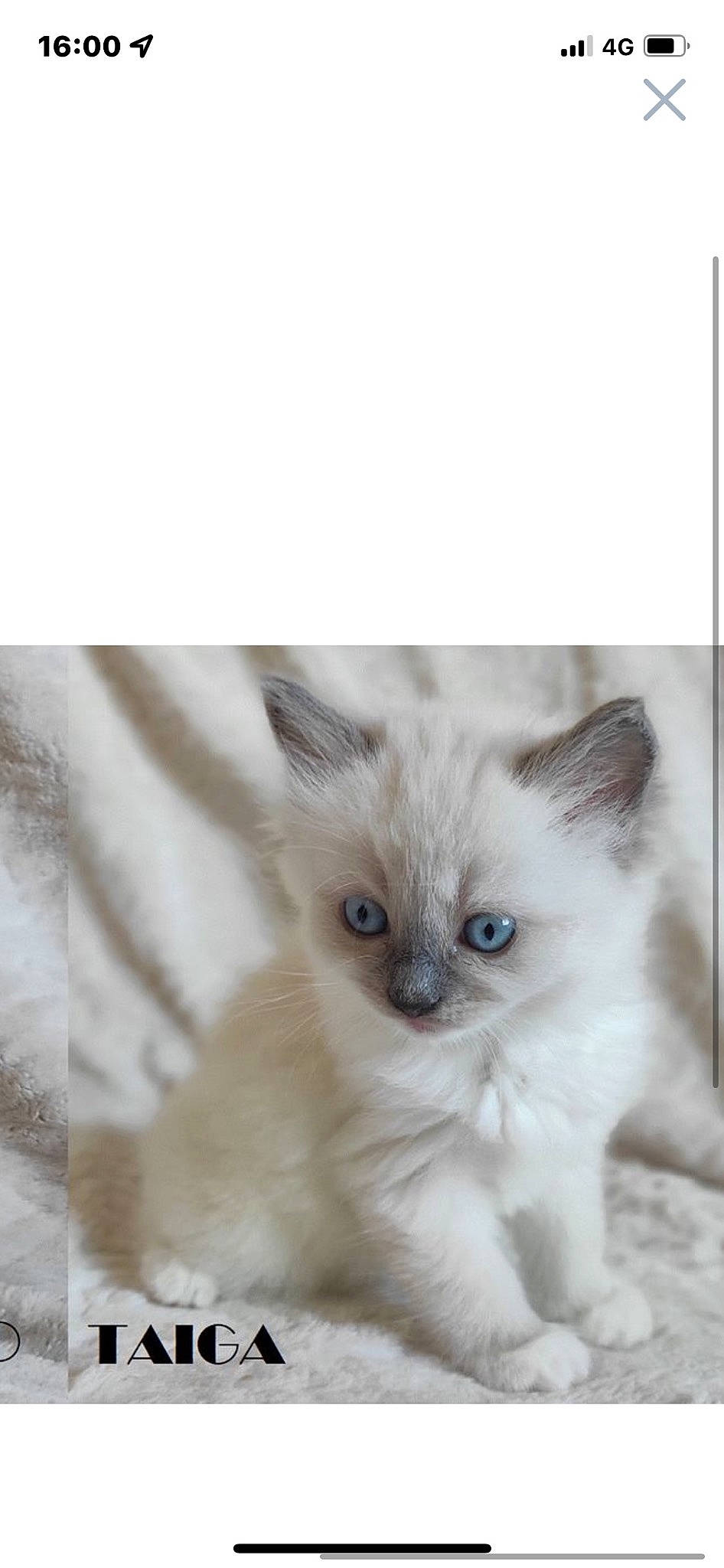 Toshi a rejoint le concours — aidez-le/la à gagner de superbes lots ! balinese, birman, carnivore, cat, claw, eye, fawn, felidae, fur, paw, photo_caption, ragdoll, siamese, small_to_medium_sized_cats, terrestrial_animal, thai, tonkinese, whiskers