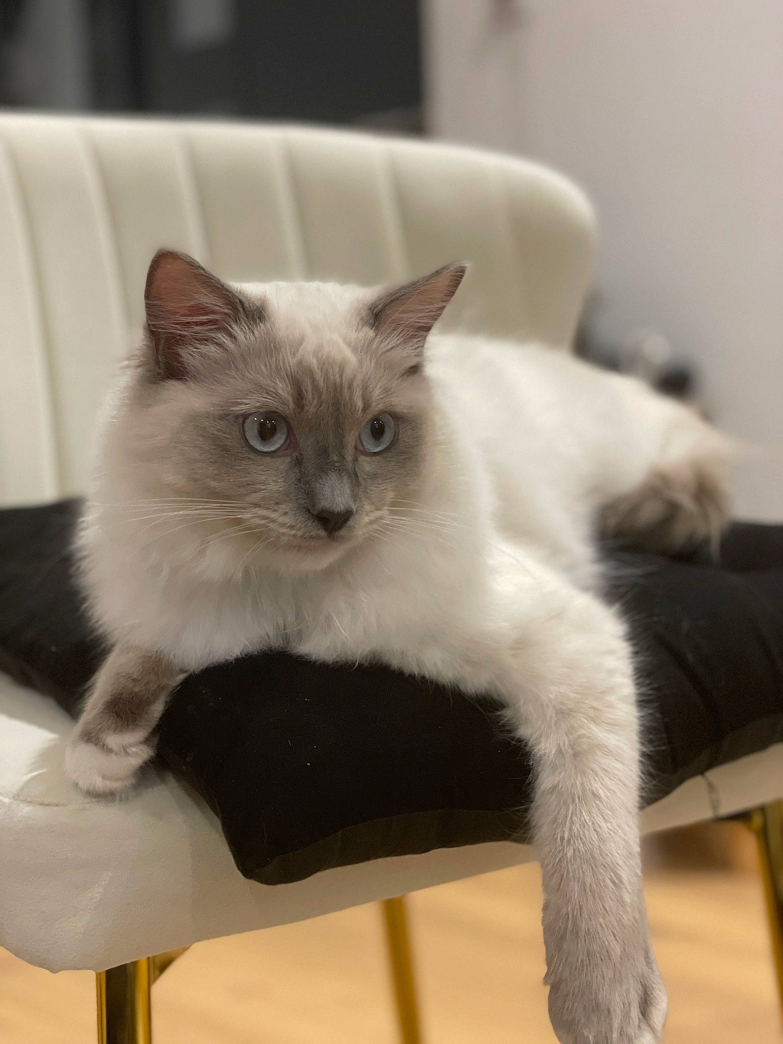 Toshi participe au concours pour gagner de l'argent avec cette photo : balinese, birman, carnivore, cat, cat_supply, chair, claw, comfort, domestic_short_haired_cat, eye, fawn, felidae, fur, paw, siamese, small_to_medium_sized_cats, tail, terrestrial_animal, thai, whiskers