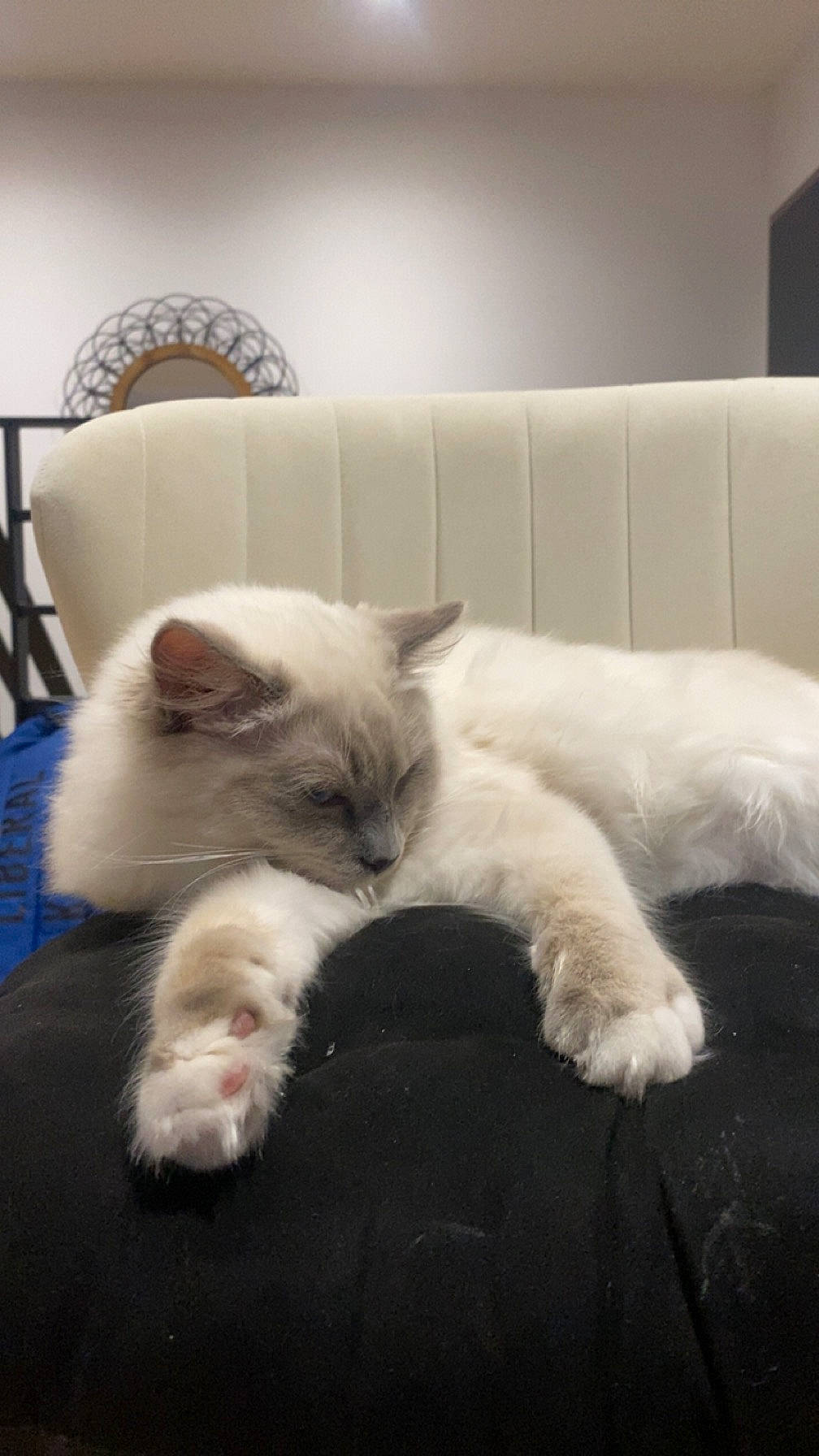 Toshi a rejoint le concours — aidez-le/la à gagner de superbes lots ! bedding, carnivore, cat, claw, comfort, companion_dog, couch, domestic_short_haired_cat, felidae, flooring, fur, furniture, grey, hardwood, nap, paw, room, small_to_medium_sized_cats, tail, whiskers