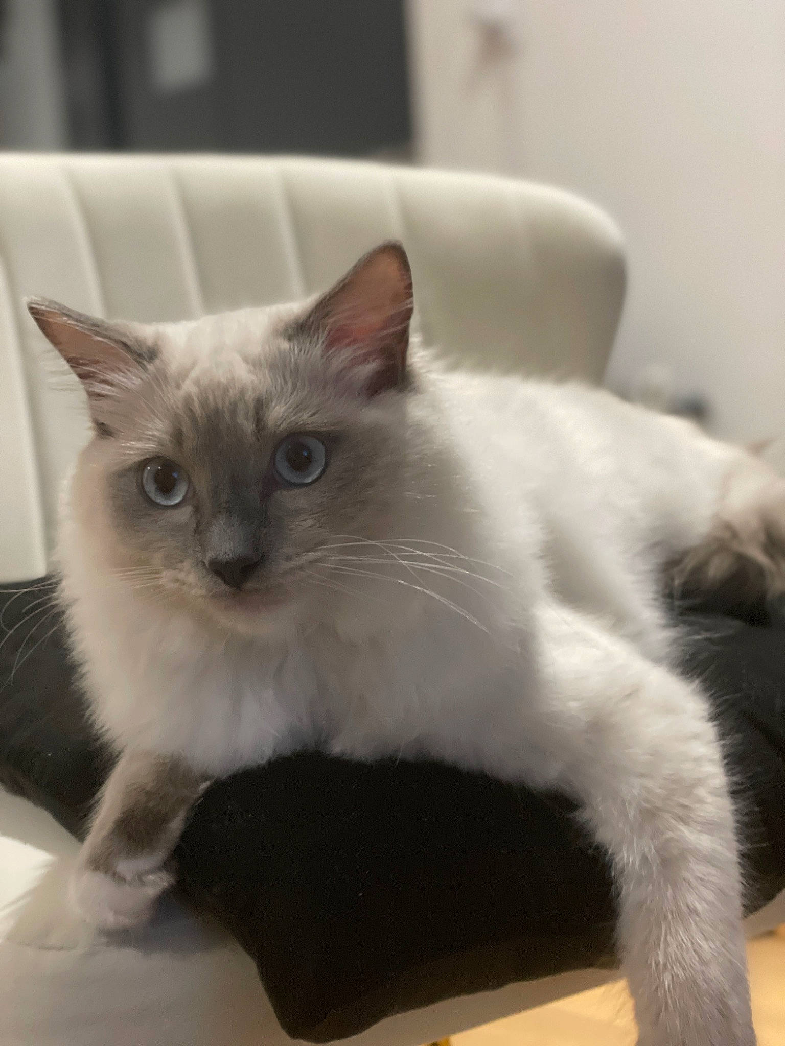 Toshi participe au concours pour gagner de l'argent avec cette photo : carnivore, cat, claw, comfort, domestic_short_haired_cat, eye, fang, fawn, felidae, fur, paw, siamese, small_to_medium_sized_cats, snout, tail, terrestrial_animal, whiskers