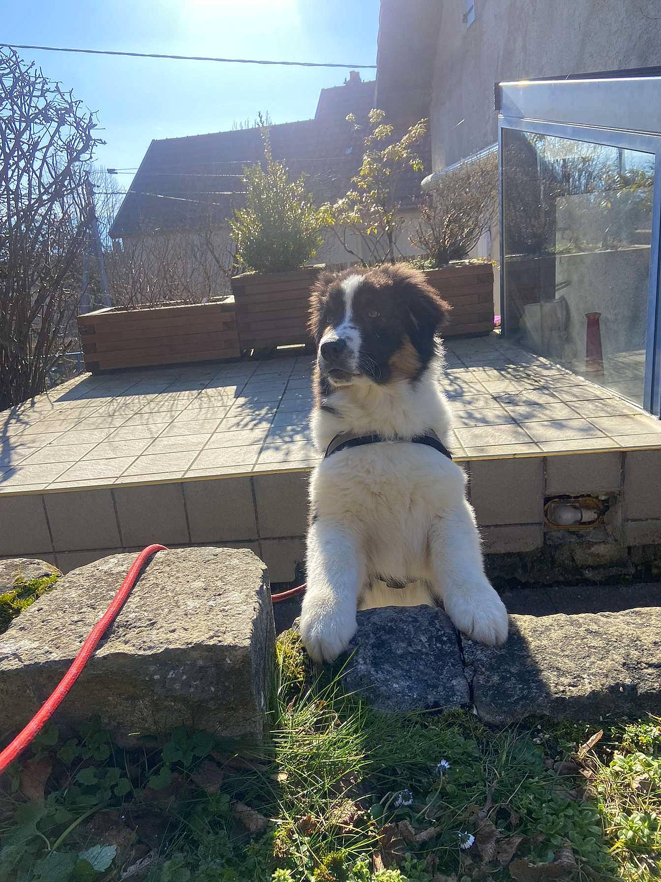 Teiko a rejoint le concours — aidez-le/la à gagner de superbes lots ! building, canidae, carnivore, companion_dog, dog, dog_breed, grass, gun_dog, home, landseer, plant, shade, shadow, sky, sporting_group, tail, terrier, toy_dog, tree, yard