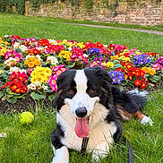 Lucky participe au concours pour gagner de l'argent avec cette photo : dog, grass, flower_bed, flowers, greenery, tennis_ball, stone_wall, leash, panting, outdoor, nature, garden, colorful, happy, pet, animal, playful, summer, canine, tongue_out