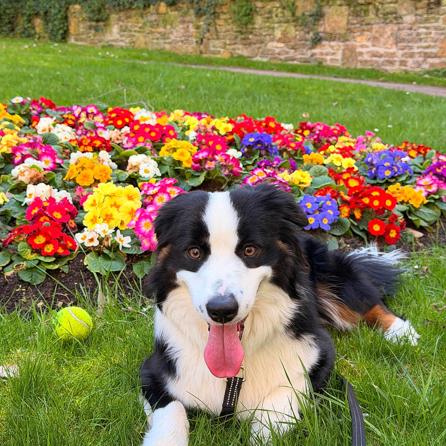 Lucky participe au concours pour gagner de l'argent avec cette photo : dog, grass, flower_bed, flowers, greenery, tennis_ball, stone_wall, leash, panting, outdoor, nature, garden, colorful, happy, pet, animal, playful, summer, canine, tongue_out