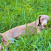 Ruby a rejoint le concours — aidez-le/la à gagner de superbes lots ! dog, grass, outdoor, nature, greenery, animal, pet, canine, tongue_out, relaxed, summer, daylight, field, fur, leaf, wild, playful, sunlight, environment, cute