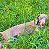 dog, grass, outdoor, nature, greenery, animal, pet, canine, tongue_out, relaxed, summer, daylight, field, fur, leaf, wild, playful, sunlight, environment, cute