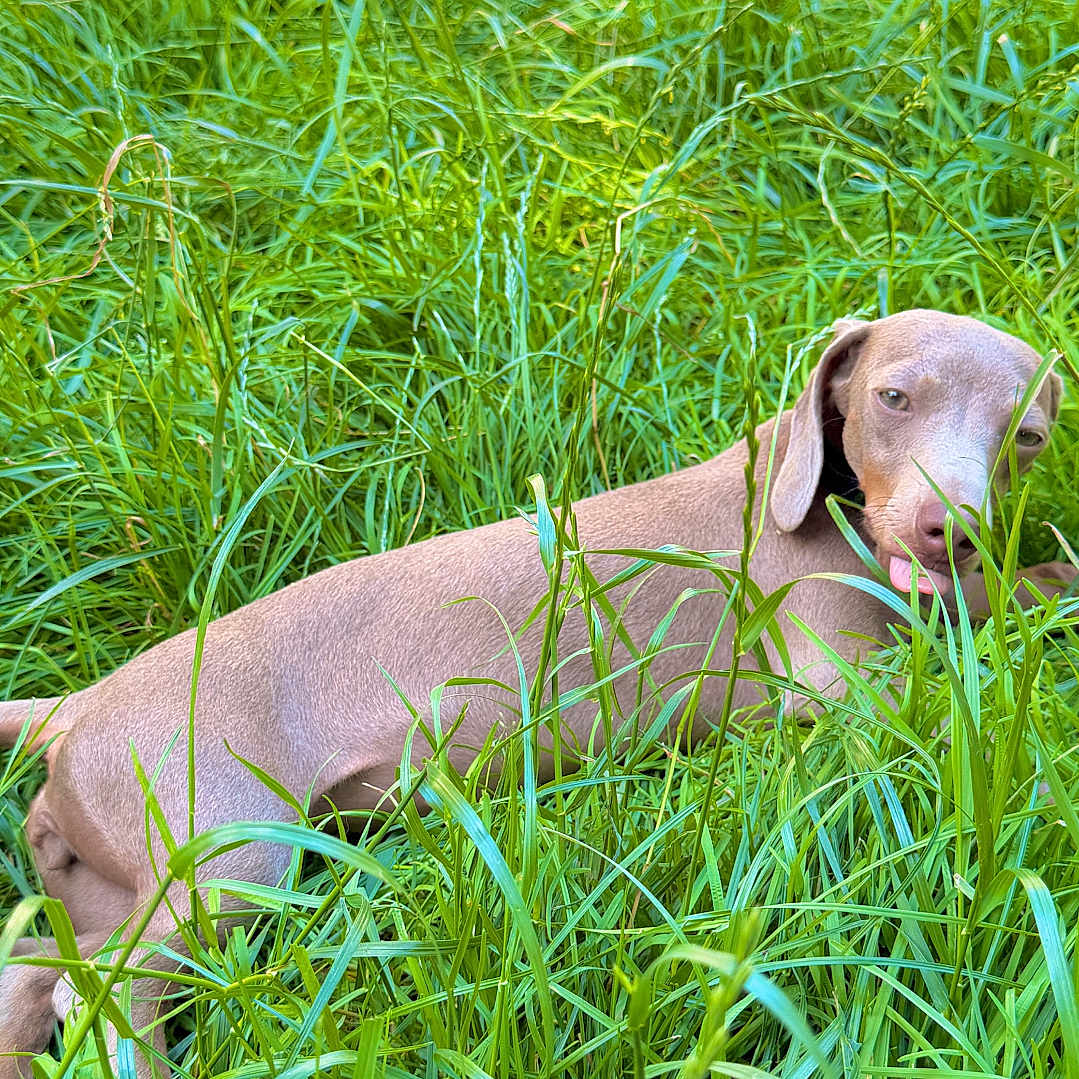 Ruby