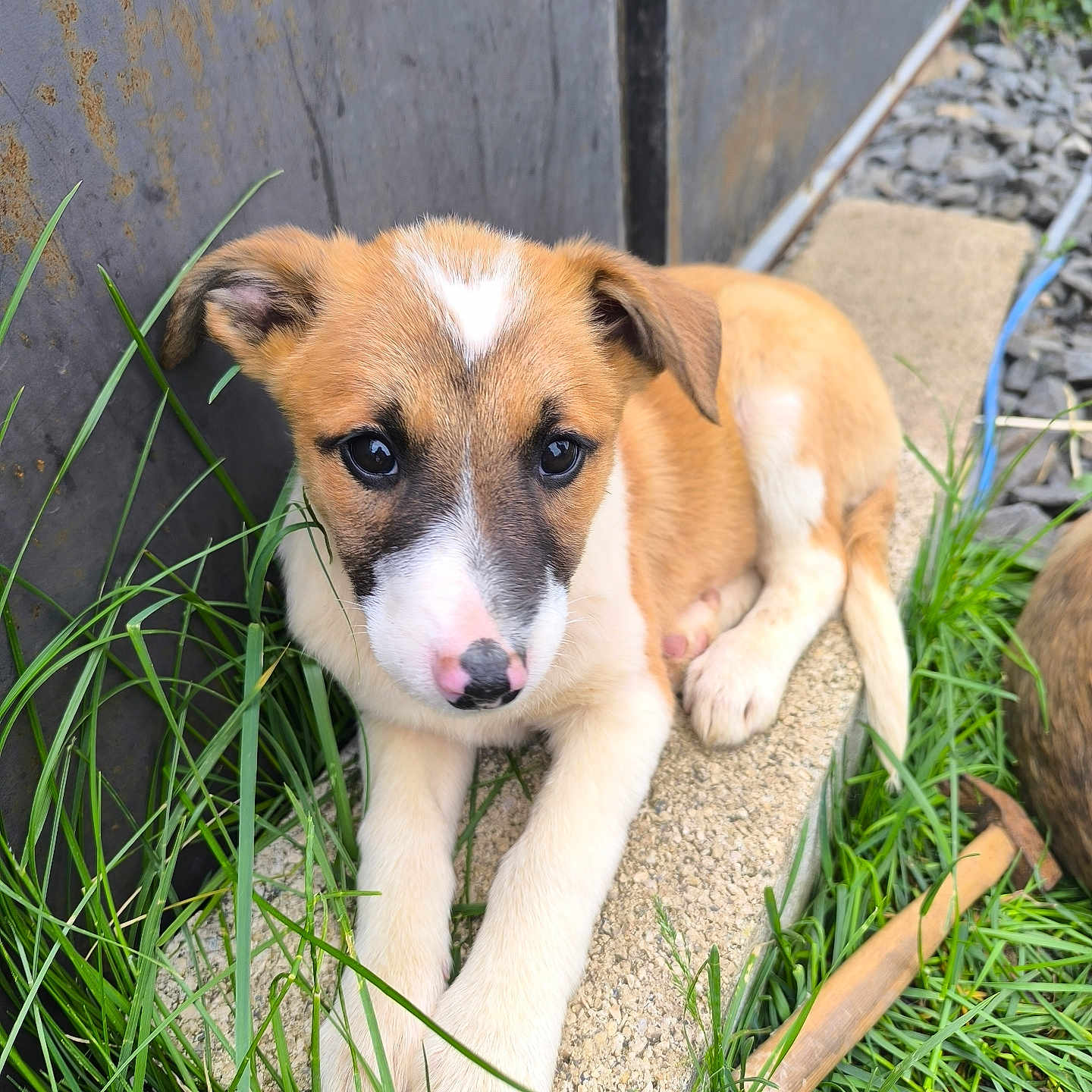 Dina a rejoint le concours — aidez-le/la à gagner de superbes lots ! animal, black, brown, closeup, curious, cute, dog, ears, face, fur, grass, lying_down, nature, nose, outdoor, pet, puppy, stone, white, young