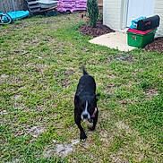 Shadow joined the competition — help win amazing prizes! dog, grass, yard, fence, wheelbarrow, mulch, flower, plant, door, container, outdoor, pet, black_dog, motion_blur, playful, nature, summer, garden, animal, running