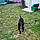 Shadow