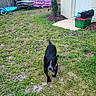 dog, grass, yard, fence, wheelbarrow, mulch, flower, plant, door, container, outdoor, pet, black_dog, motion_blur, playful, nature, summer, garden, animal, running