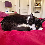 Poupi a rejoint le concours — aidez-le/la à gagner de superbes lots ! cat, black_and_white, bed, red_bedspread, furniture, lamp, pillow, resting, indoor, pet, sleeping, cozy, fur, whiskers, tail, relaxing, home, cat_face, domestic_animal, quiet