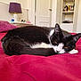 cat, black_and_white, bed, red_bedspread, furniture, lamp, pillow, resting, indoor, pet, sleeping, cozy, fur, whiskers, tail, relaxing, home, cat_face, domestic_animal, quiet