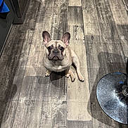 Volt a rejoint le concours — aidez-le/la à gagner de superbes lots ! animal, bostonbull, bulldog, canine, clothing, dog, footwear, frenchbulldog, hardwood, indoors, interiordesign, pet, pitbull, puppy, shoe, stainedwood, wood