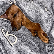 Kaly a rejoint le concours — aidez-le/la à gagner de superbes lots ! dog, brown_dog, blanket, cozy, snuggled, fur, pet, sleepy, comfort, resting, paw, indoor, warm, soft, relaxed, canine, closeup, cute, animal, nap