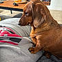 dachshund, dog, pet, indoor, person, hoodie, grey_clothing, red_graphic, table, fruit, succulent, living_room, cozy, wooden_table, blanket, fur, animal, side_view, resting, casual