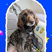 Rosie joined the competition — help win amazing prizes! dog, brown_dog, curly_fur, pet, couch, cushion, indoor, collar, dog_tag, looking_up, cozy, home, furniture, portrait, cute, animal, companion, relaxed, colorful_background, decorative_frame