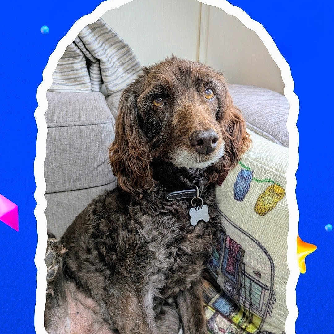 Rosie joined the competition — help win amazing prizes! dog, brown_dog, curly_fur, pet, couch, cushion, indoor, collar, dog_tag, looking_up, cozy, home, furniture, portrait, cute, animal, companion, relaxed, colorful_background, decorative_frame