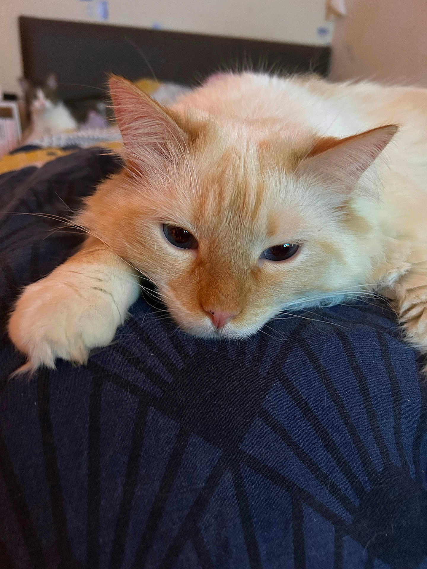 Rio a rejoint le concours — aidez-le/la à gagner de superbes lots ! cat, fluffy, close_up, indoor, resting, relaxed, cream_colored, feline, pet, animal, bedroom, soft, cute, whiskers, ears, lying_down, background, blurred, cozy, companion