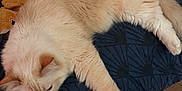 Rio participe au concours pour gagner de l'argent avec cette photo : cat, fluffy, cream_color, bedspread, blue, yellow, patterned, indoor, pet, relaxed, sleepy, animal, fur, paw, resting, feline, comfort, floor, wooden_floor, cozy