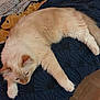 cat, fluffy, cream_color, bedspread, blue, yellow, patterned, indoor, pet, relaxed, sleepy, animal, fur, paw, resting, feline, comfort, floor, wooden_floor, cozy