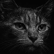 Daisy a rejoint le concours — aidez-le/la à gagner de superbes lots ! animal, black_and_white, cat, close_up, dark_background, detailed, eyes, face, feline, fur, mammal, monochrome, nature, no_text, pet, portrait, sharp, texture, whiskers, wildlife