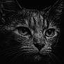 animal, black_and_white, cat, close_up, dark_background, detailed, eyes, face, feline, fur, mammal, monochrome, nature, no_text, pet, portrait, sharp, texture, whiskers, wildlife