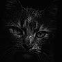 Daisy participe au concours pour gagner de l'argent avec cette photo : animal, animal_face, black_and_white, cat, close_up, dark_background, detailed, eyes, feline, fur, intense_gaze, low_light, macro, moody, nature, portrait, texture, water_droplets, wet, whiskers