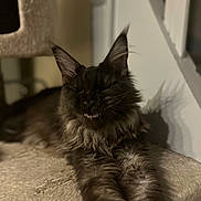 Athéna participe au concours pour gagner de l'argent avec cette photo : animal, blurred_background, cat, close_up, cute, dark_fur, ears, feline, fluffy, funny_expression, indoor, long_hair, lying_down, pet, relaxed, shadow, soft_surface, stretching, teeth_visible, whiskers