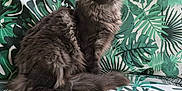 Athéna participe au concours pour gagner de l'argent avec cette photo : cat, gray_cat, fluffy_fur, sitting, couch, cushion, leaf_pattern, green, tropical, indoor, pet, feline, animal, fur, ears, whiskers, relaxed, portrait, home, sofa