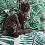 cat, gray_cat, fluffy_fur, sitting, couch, cushion, leaf_pattern, green, tropical, indoor, pet, feline, animal, fur, ears, whiskers, relaxed, portrait, home, sofa