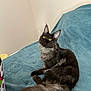 Athéna a rejoint le concours — aidez-le/la à gagner de superbes lots ! cat, feline, pet, animal, fluffy, black_fur, yellow_eyes, long_tail, indoor, blanket, blue_blanket, curious, lying_down, soft_texture, whiskers, ears, cozy, relaxed, domestic_cat, cute