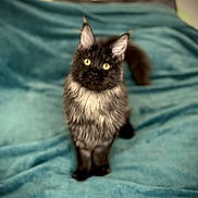Athéna a rejoint le concours — aidez-le/la à gagner de superbes lots ! cat, fluffy, black_cat, yellow_eyes, pet, animal, indoor, blanket, teal_blanket, curious, fur, sitting, ears_up, portrait, soft, cozy, cute, feline, domestic_cat, focused