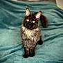 cat, fluffy, black_cat, yellow_eyes, pet, animal, indoor, blanket, teal_blanket, curious, fur, sitting, ears_up, portrait, soft, cozy, cute, feline, domestic_cat, focused