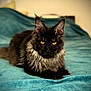 Athéna a rejoint le concours — aidez-le/la à gagner de superbes lots ! cat, feline, pet, animal, black_cat, yellow_eyes, long_fur, lying_down, bed, blanket, indoor, portrait, focused, close_up, soft_texture, resting, cute, domestic_cat, relaxed, fluffy