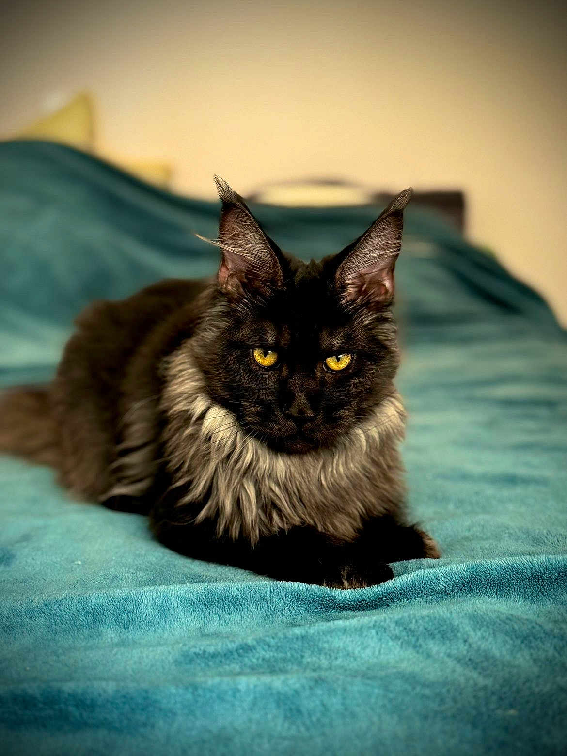 Athéna a rejoint le concours — aidez-le/la à gagner de superbes lots ! cat, feline, pet, animal, black_cat, yellow_eyes, long_fur, lying_down, bed, blanket, indoor, portrait, focused, close_up, soft_texture, resting, cute, domestic_cat, relaxed, fluffy