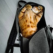 Sauveur participe au concours pour gagner de l'argent avec cette photo : cat, orange_tabby, backpack, sleeping, cozy, indoor, pet, fur, paws, napping, gray, zipper, floor, cute, relaxed, animal, feline, soft, resting, domestic_cat